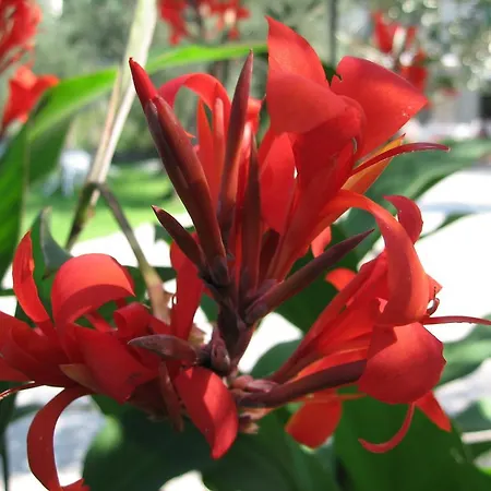 Zanetti Torri del Benaco