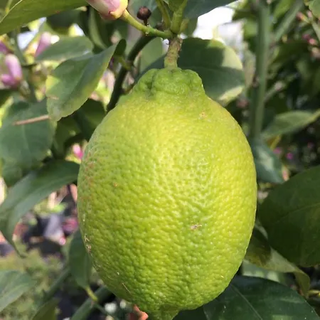 Szálloda Zanetti Torri del Benaco