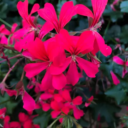 Zanetti Torri del Benaco