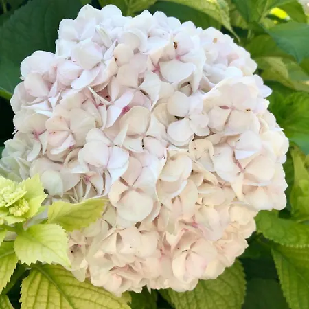 Zanetti * Torri del Benaco