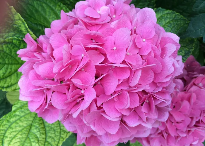 فندق Zanetti توري ديل بيناكو