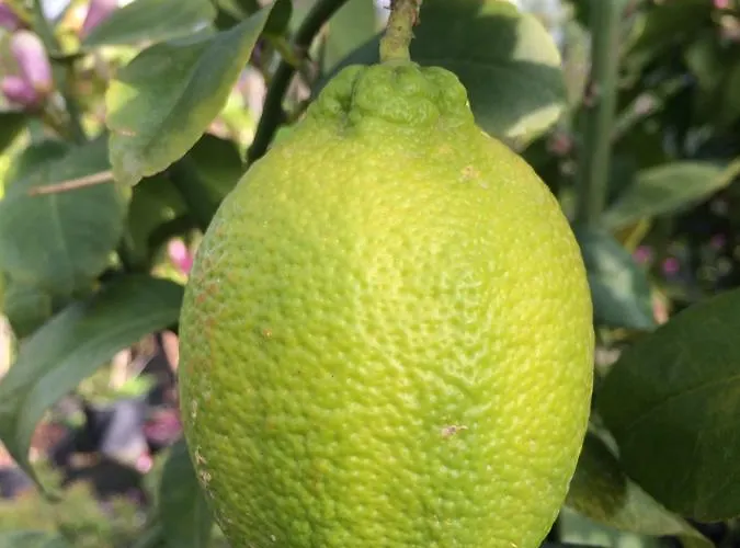 فندق Zanetti توري ديل بيناكو