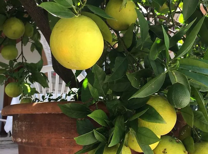 Zanetti توري ديل بيناكو