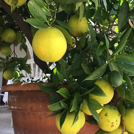 Zanetti Torri Del Benaco