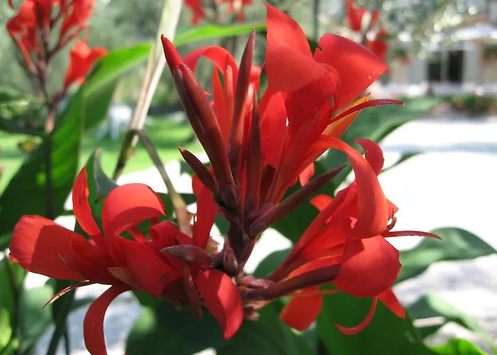 Zanetti Torri Del Benaco