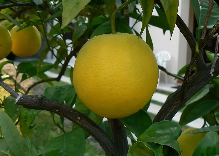 Zanetti * Torri Del Benaco