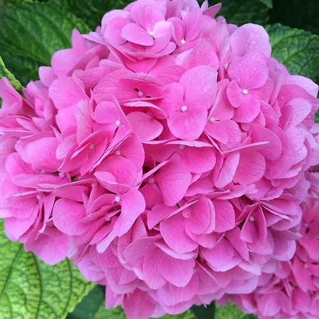 Hotel Zanetti Torri Del Benaco