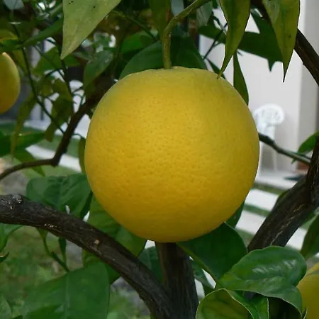 Zanetti * Torri Del Benaco