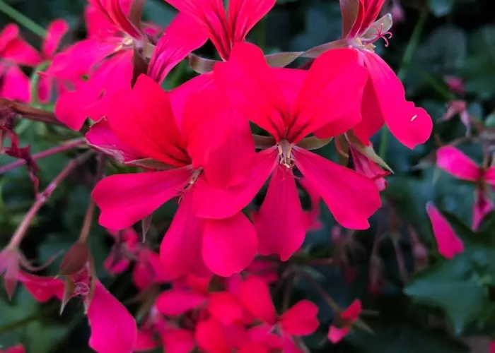 Zanetti Torri Del Benaco