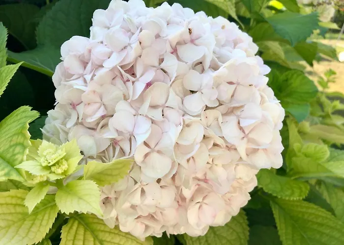 Zanetti * Torri Del Benaco